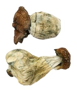 Dino-Ei Magic Mushrooms