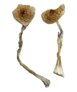 Quezon Magic Mushrooms