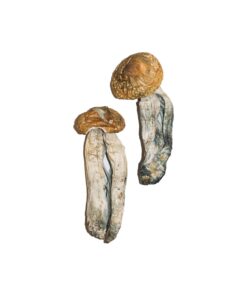 Big Mex Magic Mushrooms