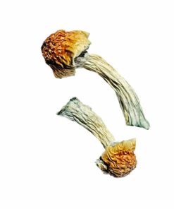 Goldener Penis Neid Magic Mushrooms