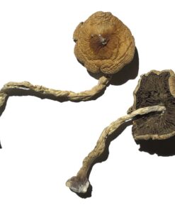 PF Classic Magic Mushrooms