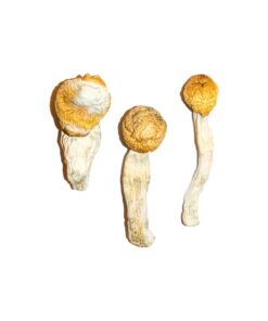 Penisneid Magic Mushrooms