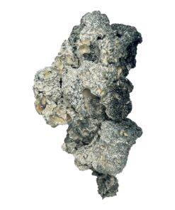 Besonderes Spezial 'Half Oz' Magic Mushrooms (14 Gramm)