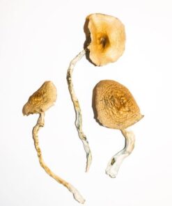 Goldene Lehrer Magic Mushrooms
